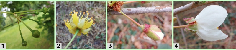 Blütenknospen und Kelchblätter