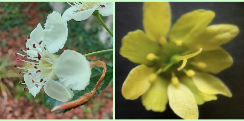 Blüten von einem Holz-Apfel und einem Spitz-Ahorn
