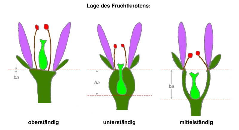 Lagen des Fruchtknotens