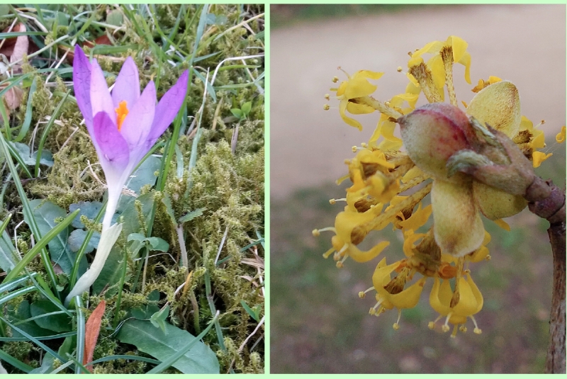 Perigon von einem Krokus