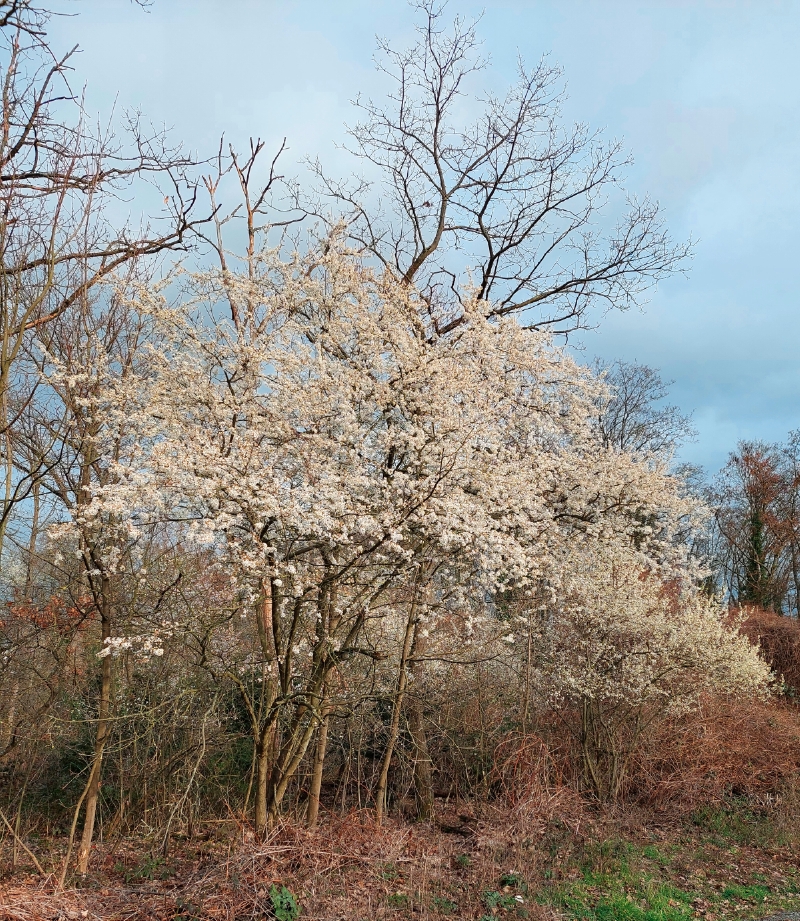 Kirschpflaumenblüte im März