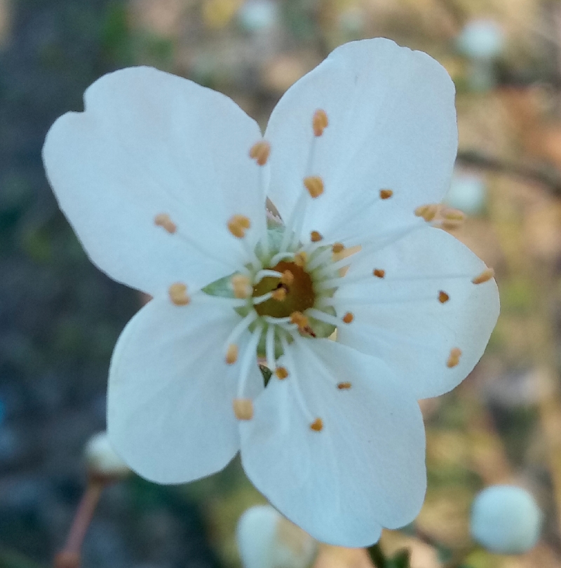 Blüte einer Kirschpflaume