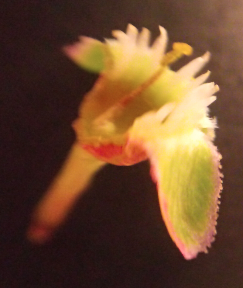 Fruchtknoten der Blüte einer Kirschpflaume