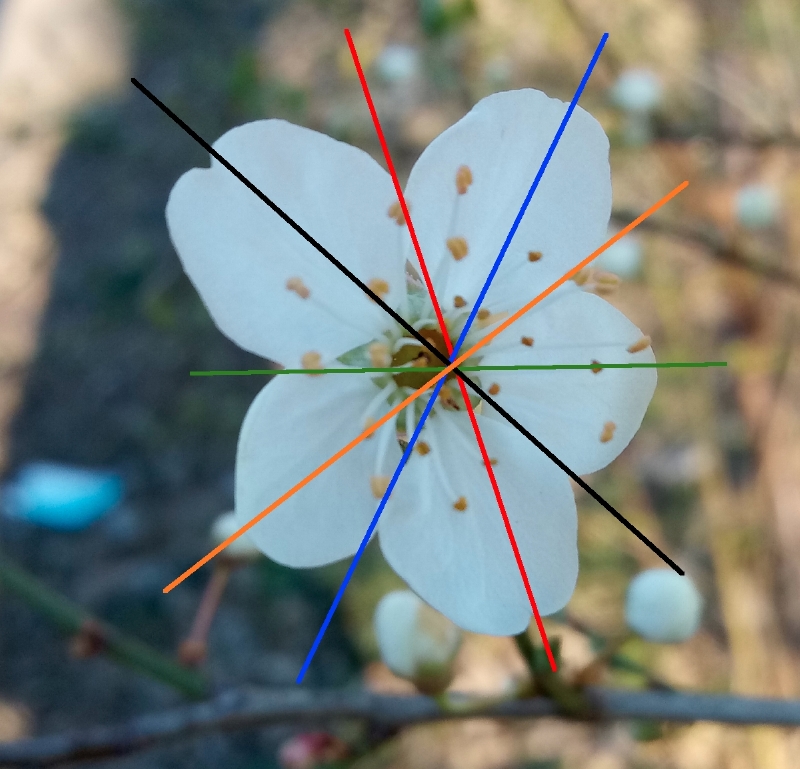 Symmetrie der Blüte einer Kirschpflaume