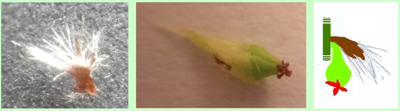 Weibliche Blüte der Zitter-Pappel