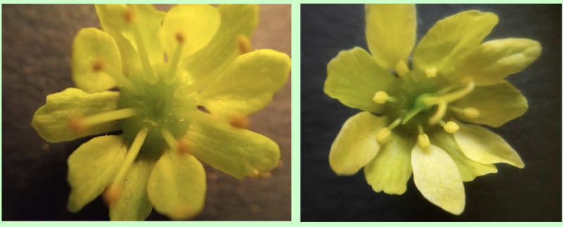 Männliche u. weibliche Blüte eines Spitz-Ahorns