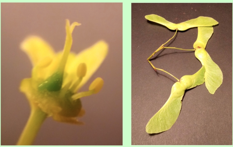Spitz-Ahorn: Fruchtknoten einer Blüte und Früchte