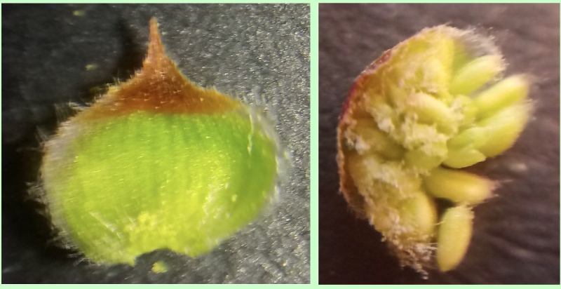 Hopfenbuche: Tragblatt und Staubblätter einer männlichen Blüte