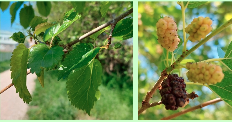 Maulbeeren, Steinfruchtverbände