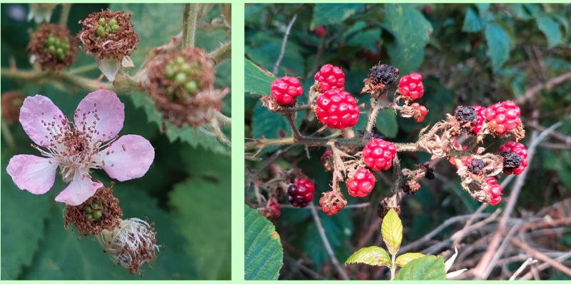 Brombeeren, Sammelsteinfrüchte