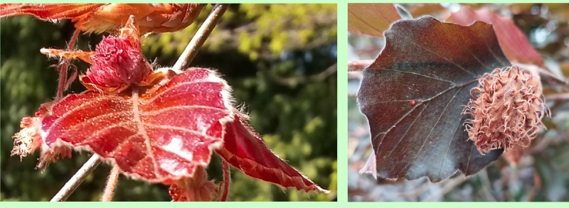 Blut-Buche, Nussfrucht