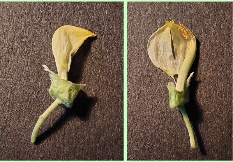 Schiffchen der Schmetterlingsblüte des Gewöhnlichen Goldregens
