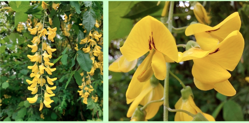 Blüten des Gewöhnlichen Goldregens