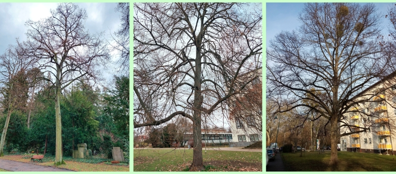 Überhängende Äste bei Linden
