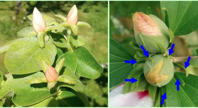 Blütenknospen und kelchblätter