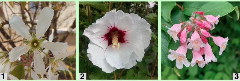 Kronblätter, frei und verwachsen